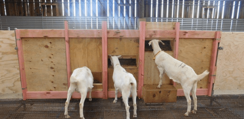 Goat feeders