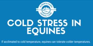 Cold Stress Equine
