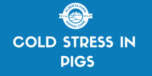 Cold Stress Pigs